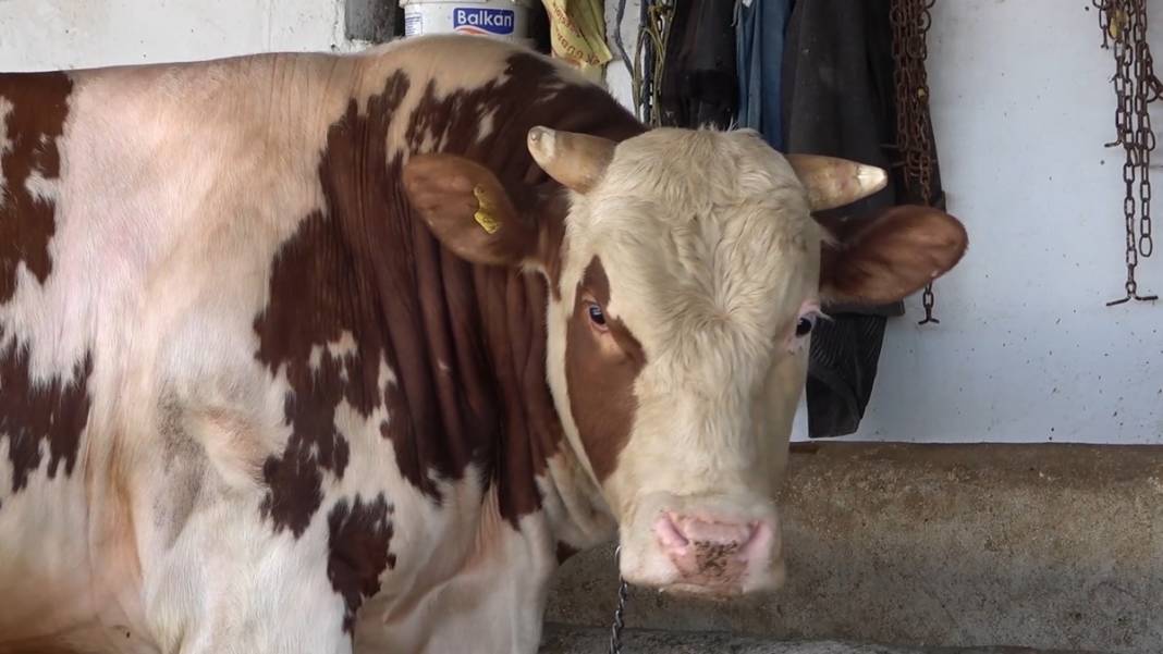 Et alacaklar dikkat! Bir ilde şap hastalığı nedeniyle et satışı durduruldu! 7